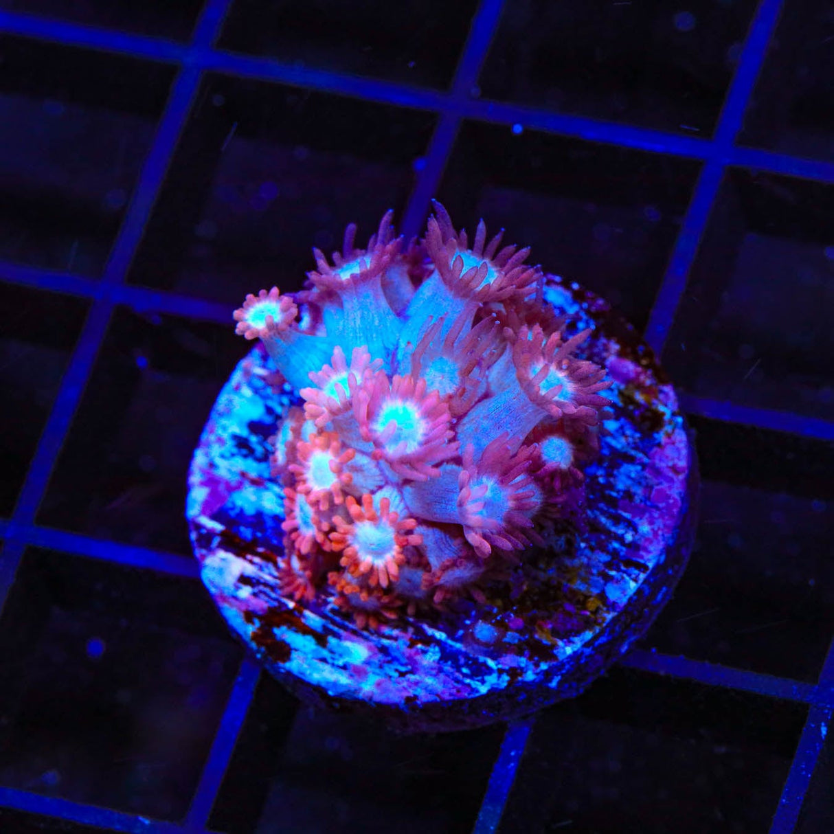 TSA Alice in Wonderland Goniopora Coral