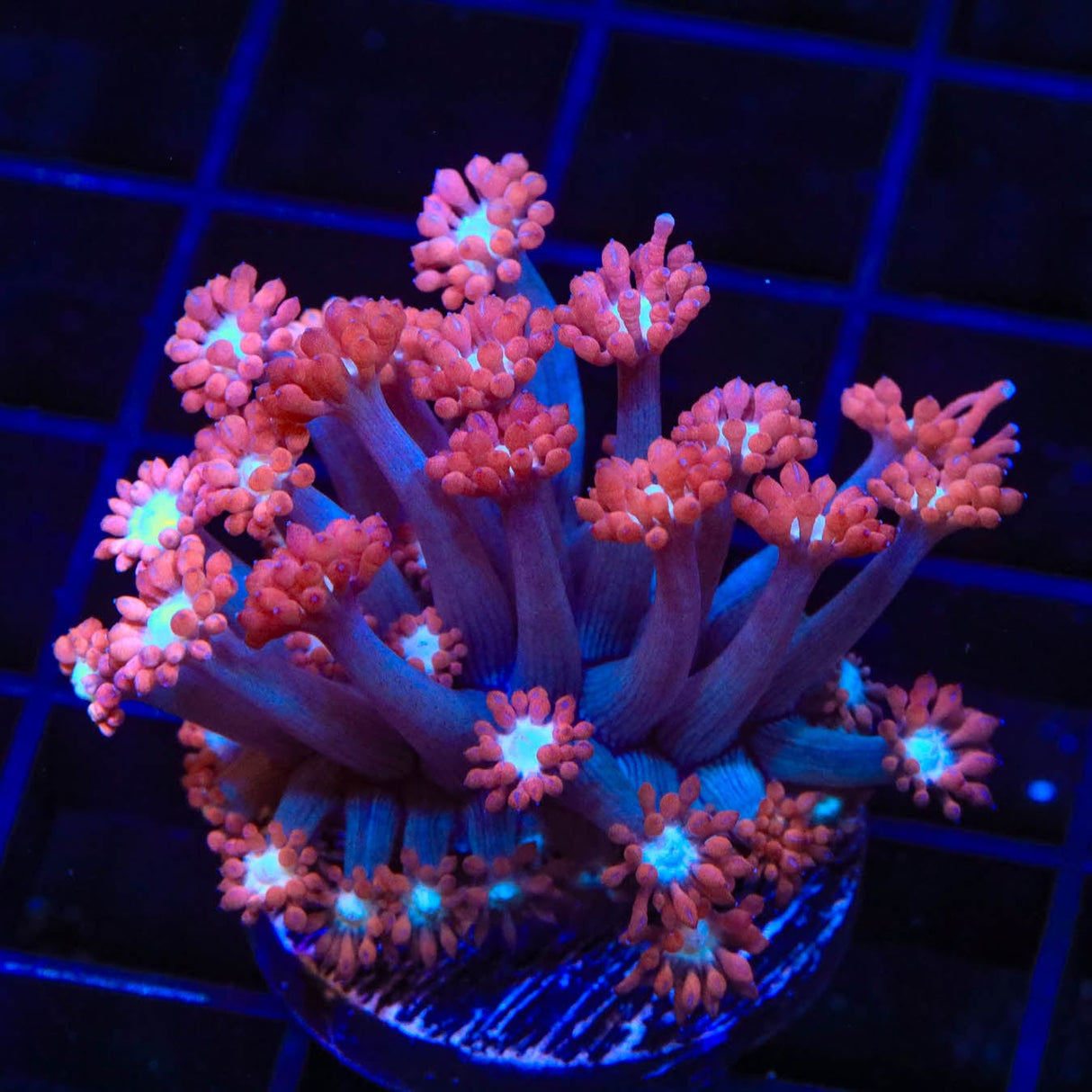 TSA Alice in Wonderland Goniopora Coral