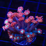 TSA Alice in Wonderland Goniopora Coral