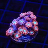 TSA Alice in Wonderland Goniopora Coral