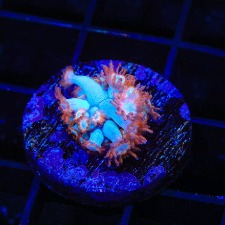 TSA Alice in Wonderland Goniopora Coral