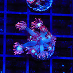 TSA Alice In Wonderland Goniopora Coral