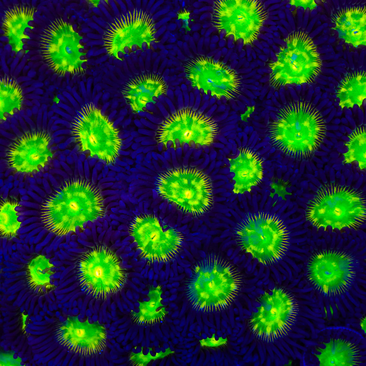 TSA Alien Egg Zoanthids Coral