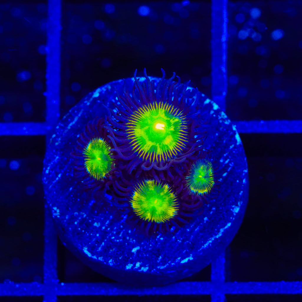 TSA Alien Egg Zoanthids Coral