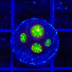TSA Alien Egg Zoanthids Coral
