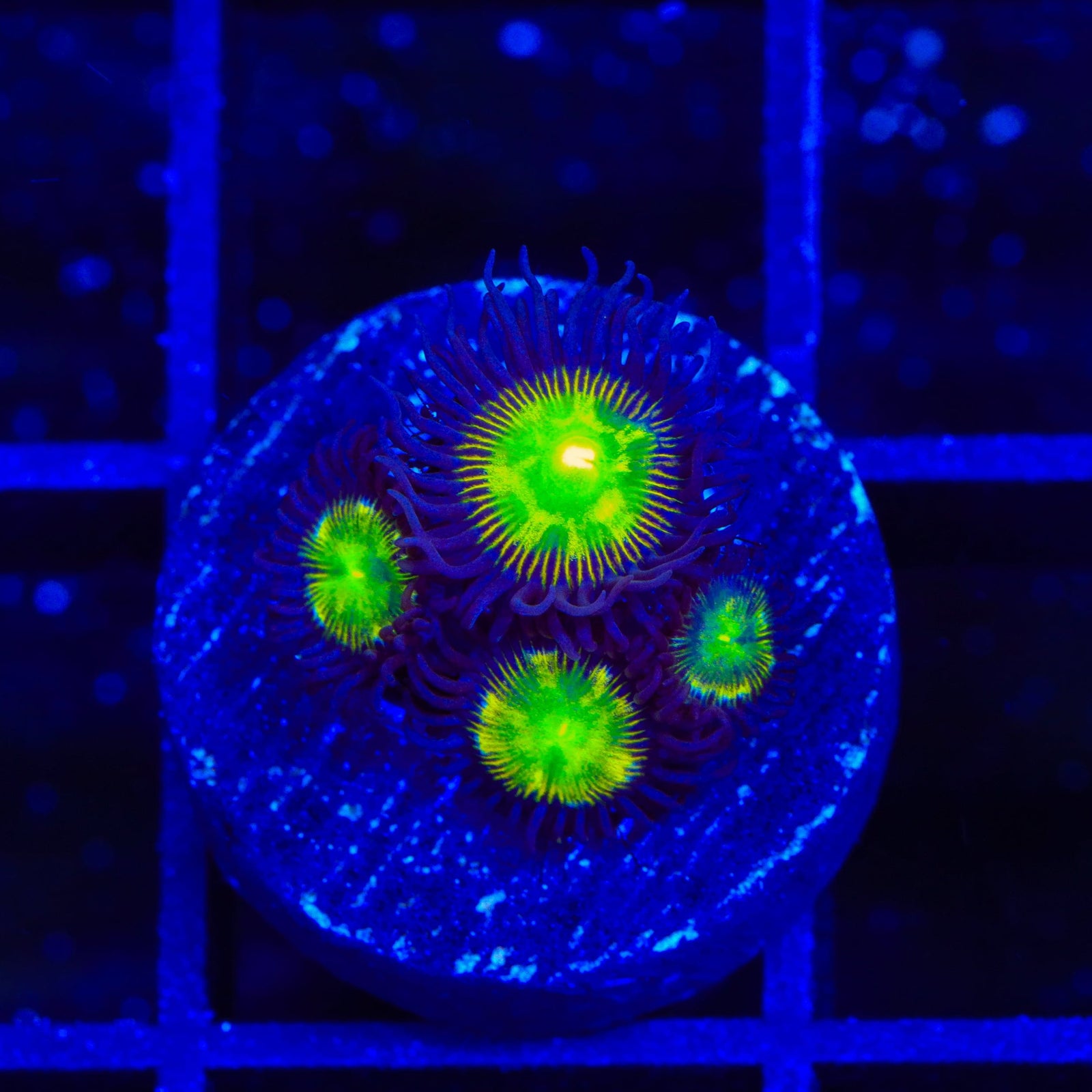 TSA Alien Egg Zoanthids Coral