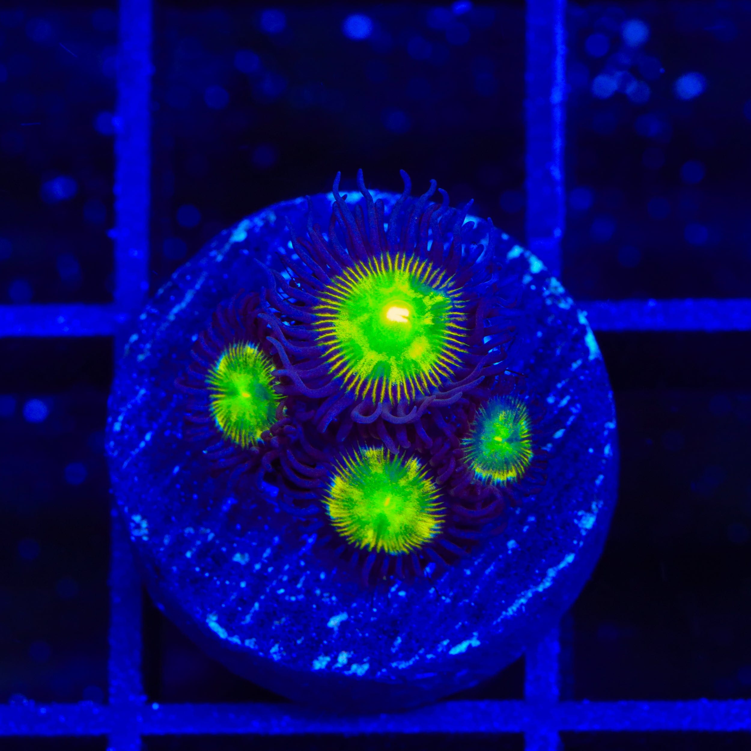TSA Alien Egg Zoanthids Coral