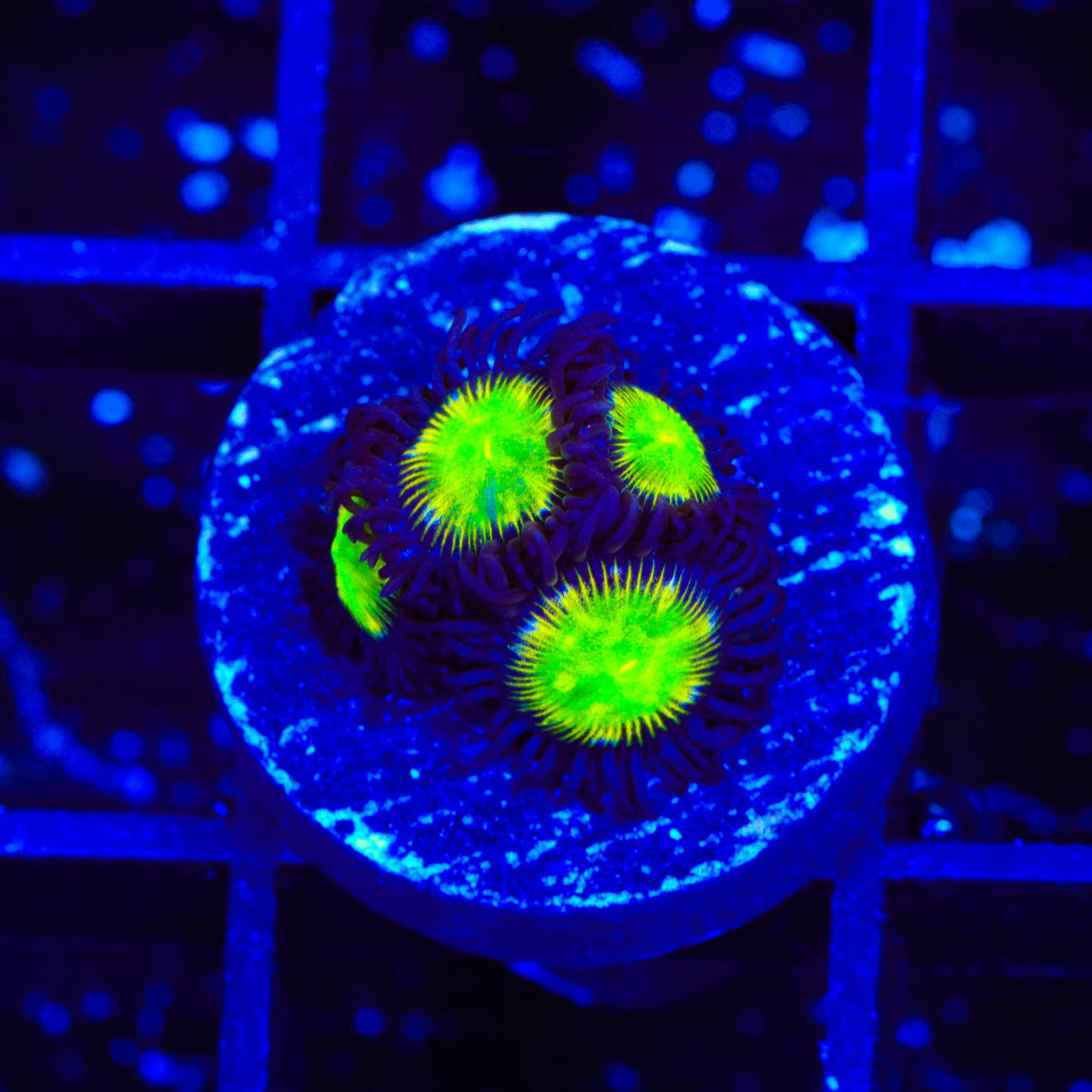 TSA Alien Egg Zoanthids Coral