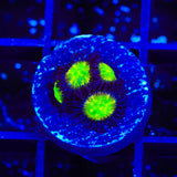 TSA Alien Egg Zoanthids Coral