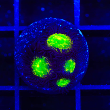 TSA Alien Egg Zoanthids Coral