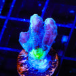 TSA Alien Eye Pectinia Coral
