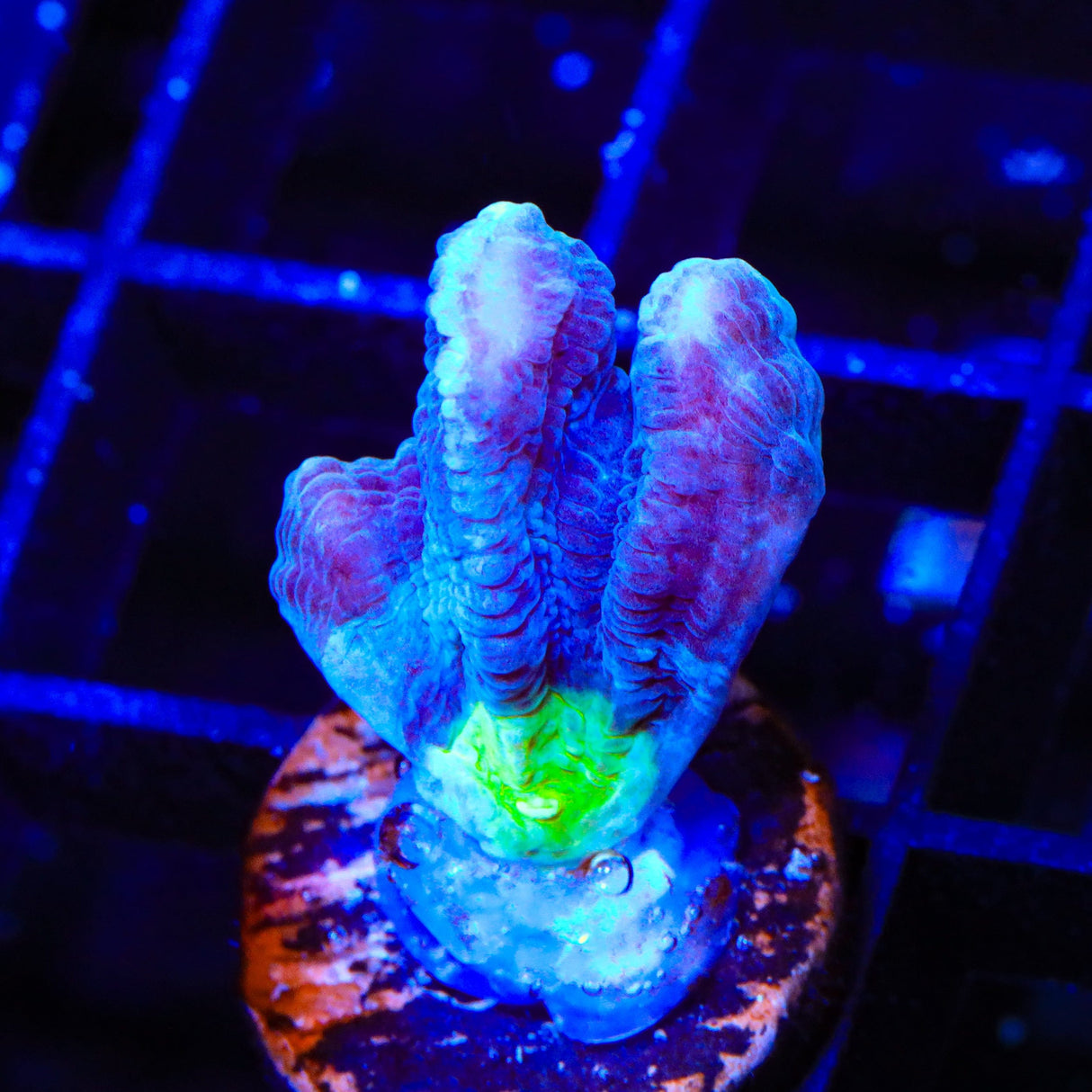 TSA Alien Eye Pectinia Coral