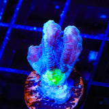 TSA Alien Eye Pectinia Coral