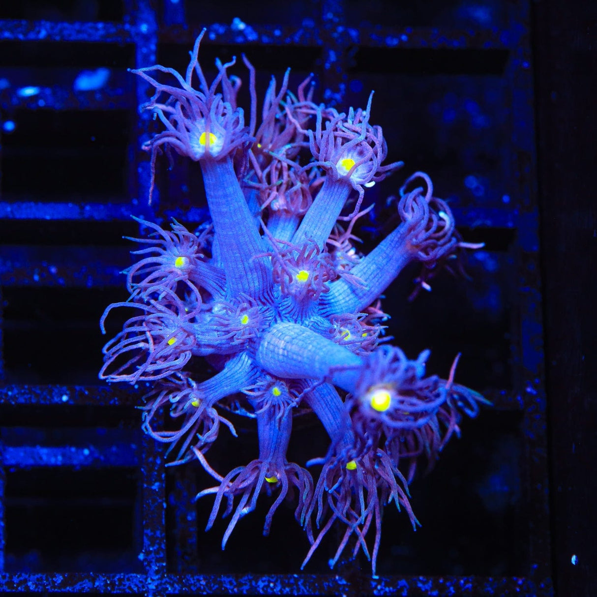 TSA All Eyes on Me Goniopora Coral