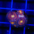 TSA Angel Eye Zoanthids Coral