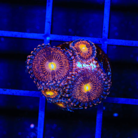 TSA Angel Eye Zoanthids Coral