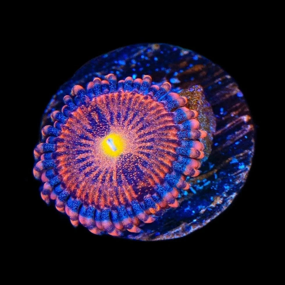 TSA Angel Eye Zoanthids Coral