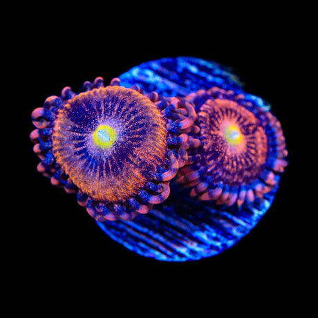 TSA Angel Eye Zoanthids Coral