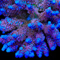 TSA Angels Envy Acropora Coral