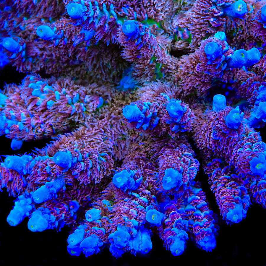 TSA Angels Envy Acropora Coral