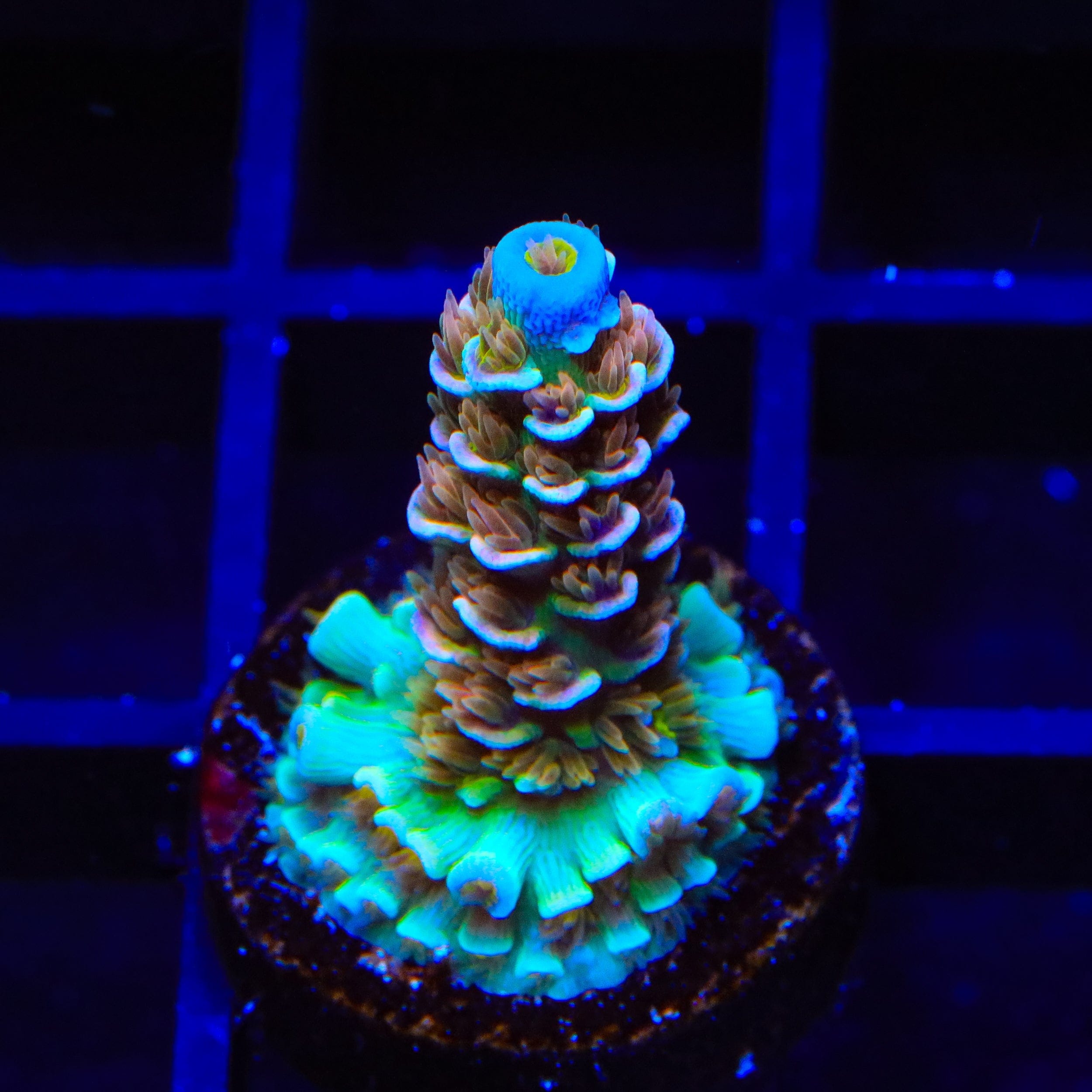 TSA Angels Envy Acropora Coral – Top Shelf Aquatics