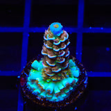 TSA Angels Envy Acropora Coral