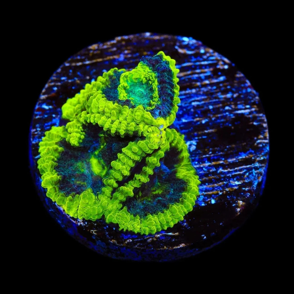 TSA Antivenom Favia Coral