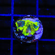 TSA Antivenom Favia Coral
