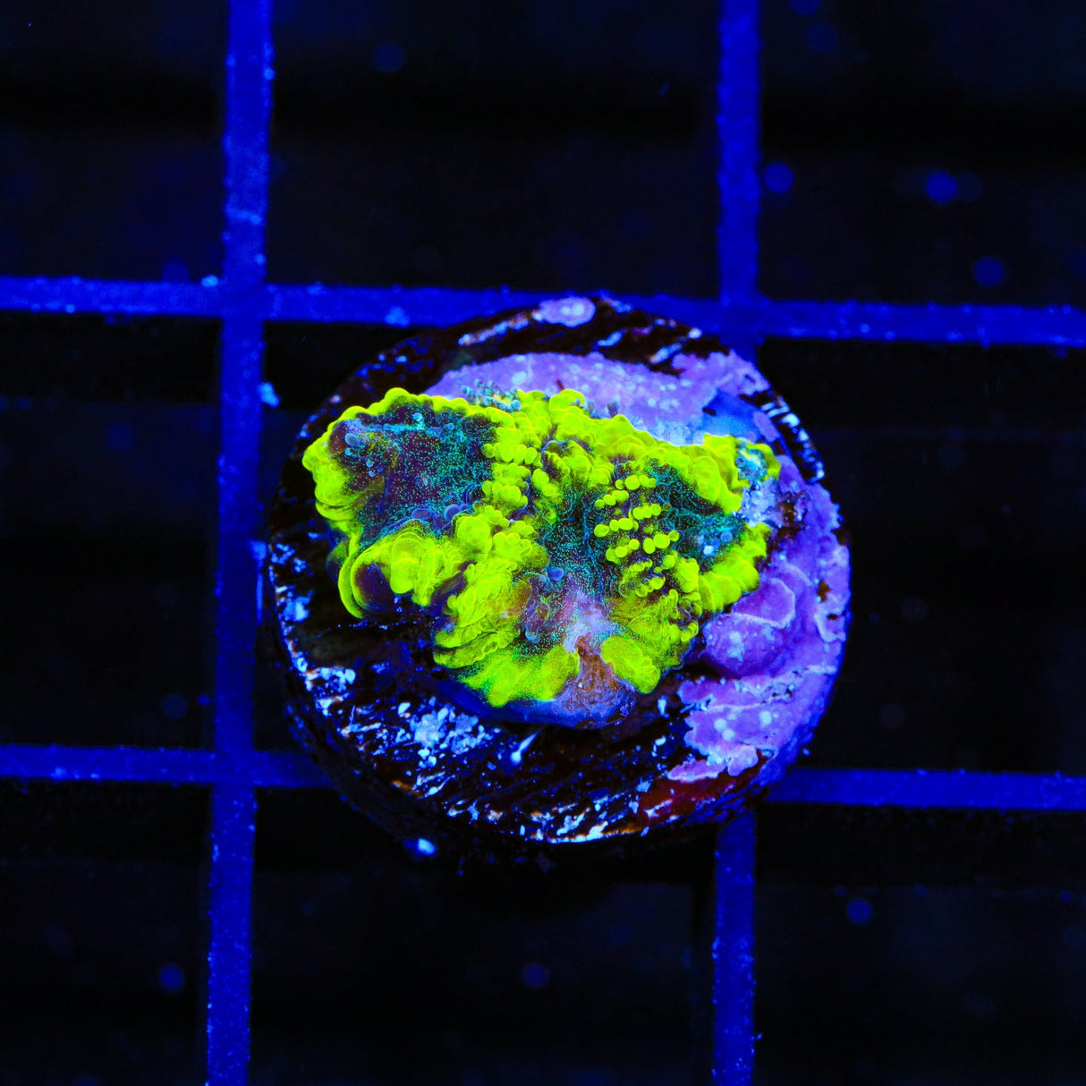 TSA Antivenom Favia Coral