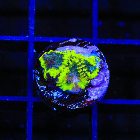TSA Antivenom Favia Coral