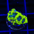 TSA Antivenom Favia Coral
