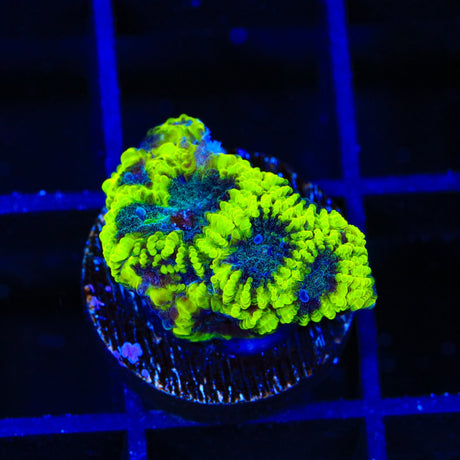 TSA Antivenom Favia Coral