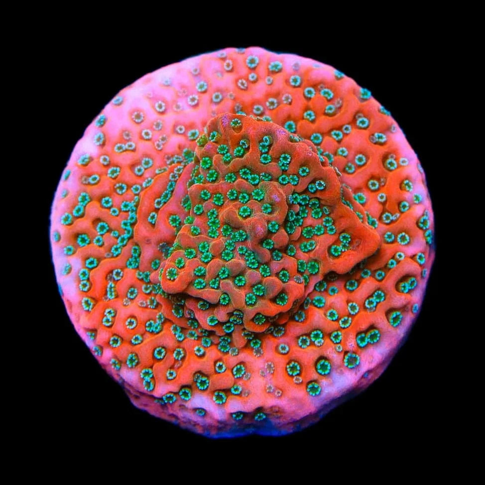 TSA Apple Jacks Montipora Cap Coral