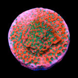 TSA Apple Jacks Montipora Cap Coral