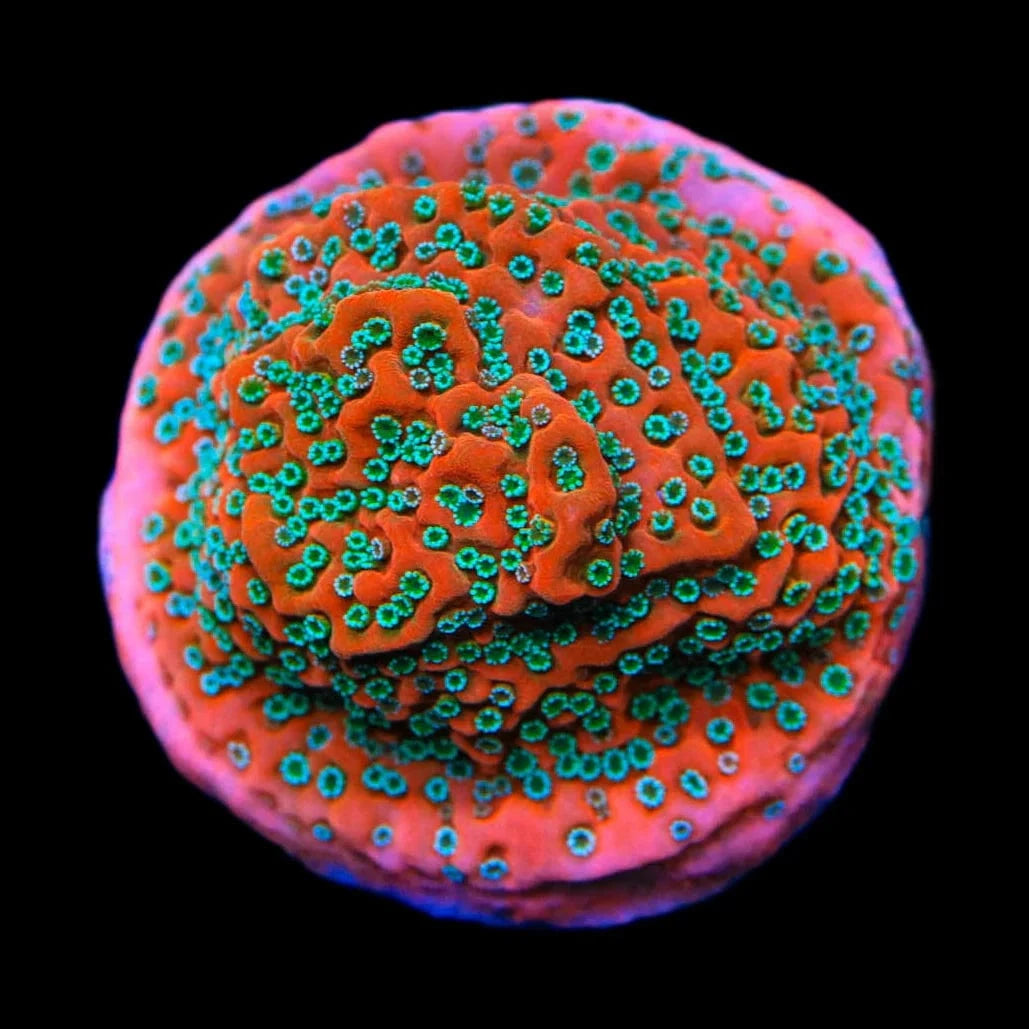TSA Apple Jacks Montipora Cap Coral