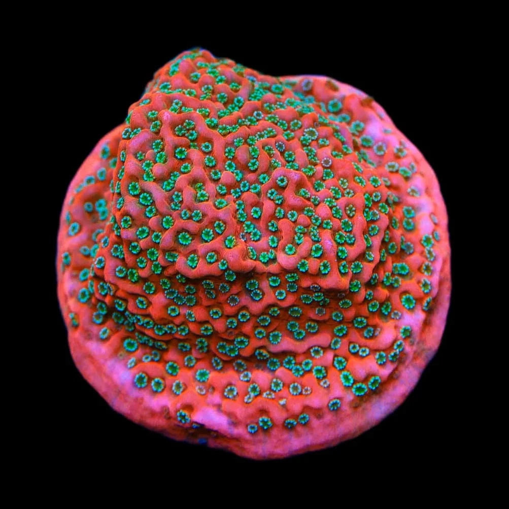 TSA Apple Jacks Montipora Cap Coral