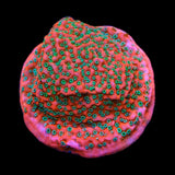 TSA Apple Jacks Montipora Cap Coral