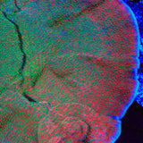 TSA Apple Jacks Montipora Cap Coral