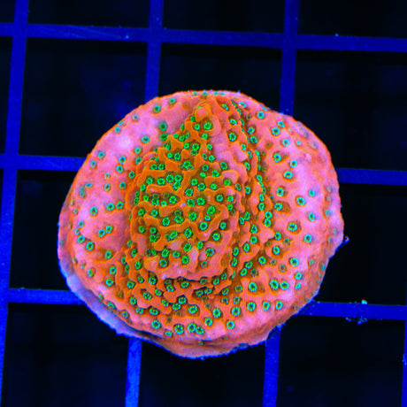 TSA Apple Jacks Montipora Coral