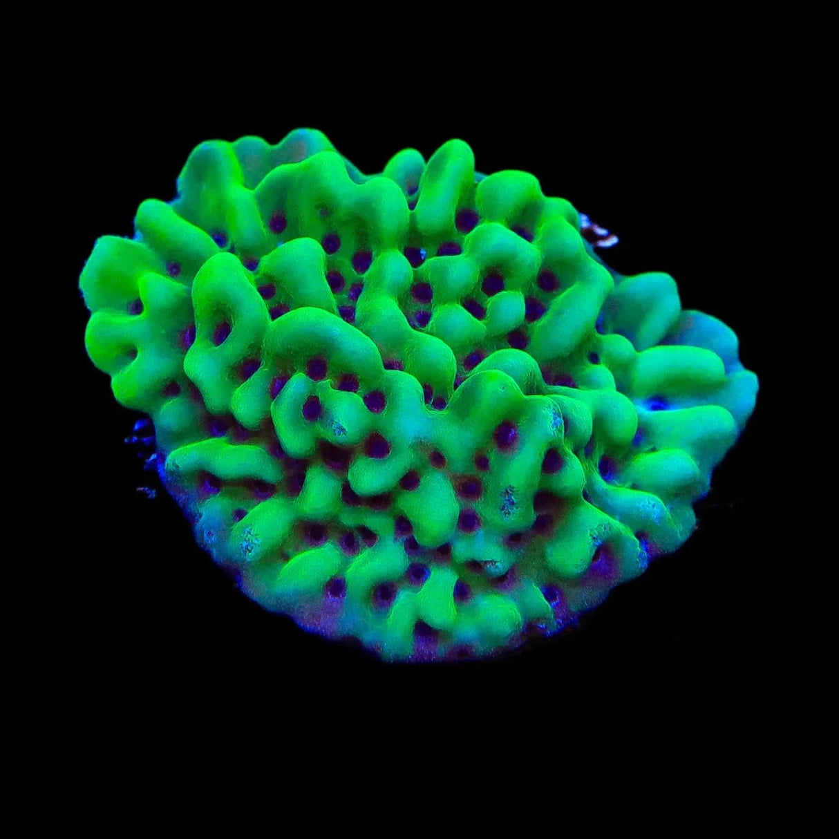 TSA Appleberry Montipora Coral