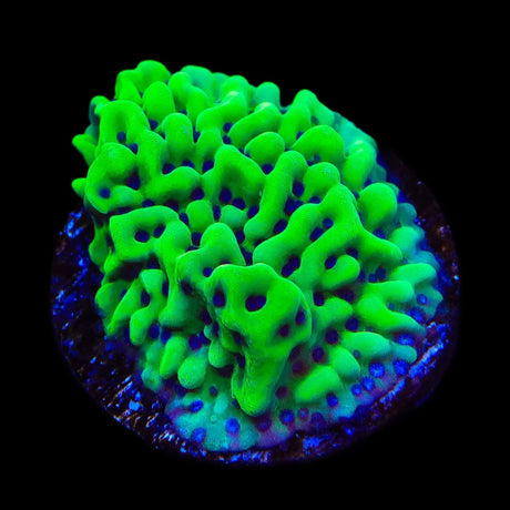 TSA Appleberry Montipora Coral