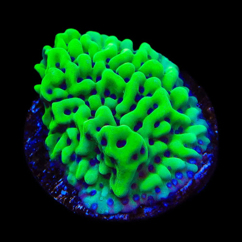 TSA Appleberry Montipora Coral