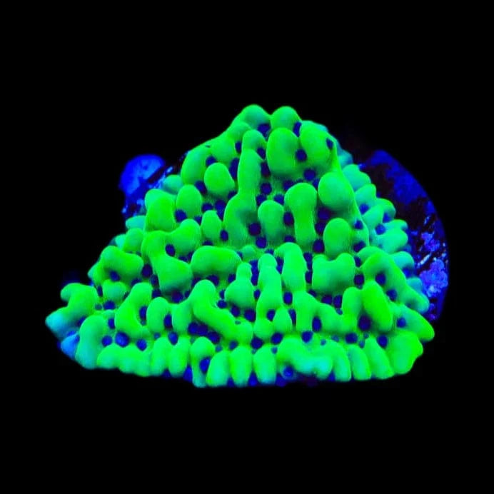 TSA Appleberry Montipora Coral