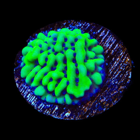 TSA Appleberry Montipora Coral