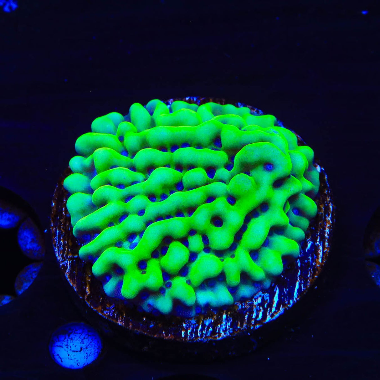 TSA Appleberry Montipora Coral