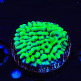 TSA Appleberry Montipora Coral