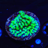 TSA Appleberry Montipora Coral