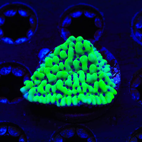 TSA Appleberry Montipora Coral