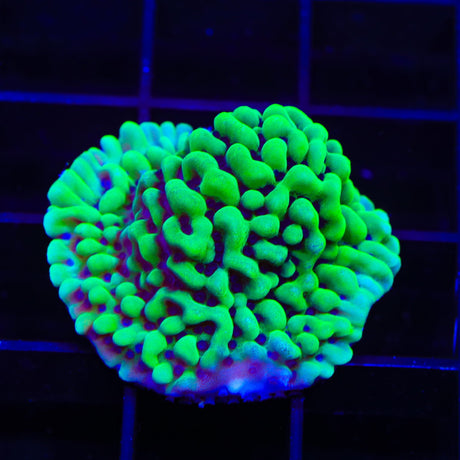 TSA Appleberry Montipora Coral