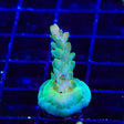 TSA Appletini Acropora Coral